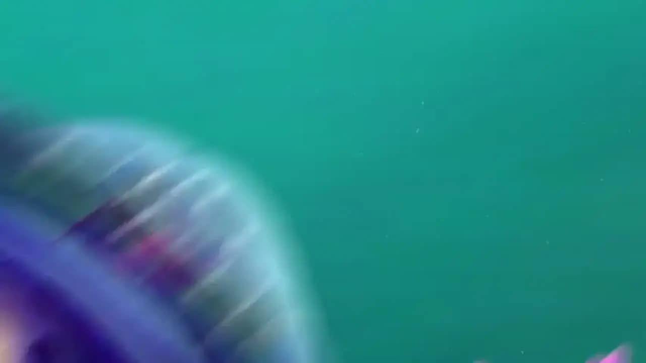 Подводная братва