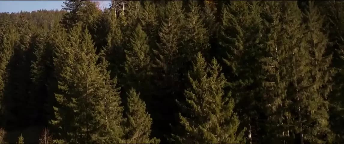 Мононокэ: Зонтик