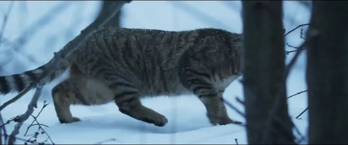 Мононокэ: Зонтик