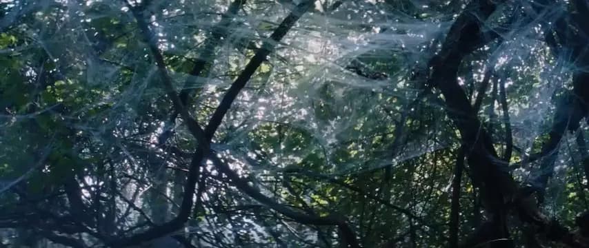 Остров пауков